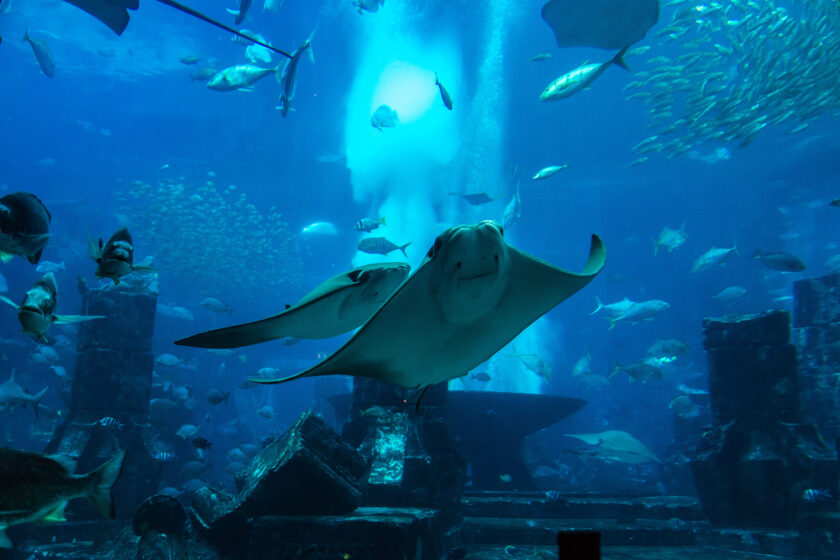 Large aquarium and many fish in Dubai, UAE.