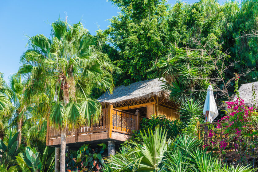 tree house in a lush forest