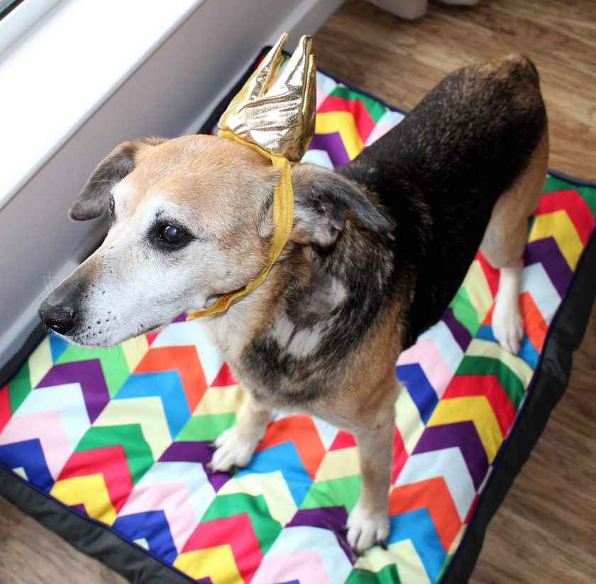 Sally is stood on her Raised by Humans Metric Mattress, it is multi coloured and she has her crown on her head.