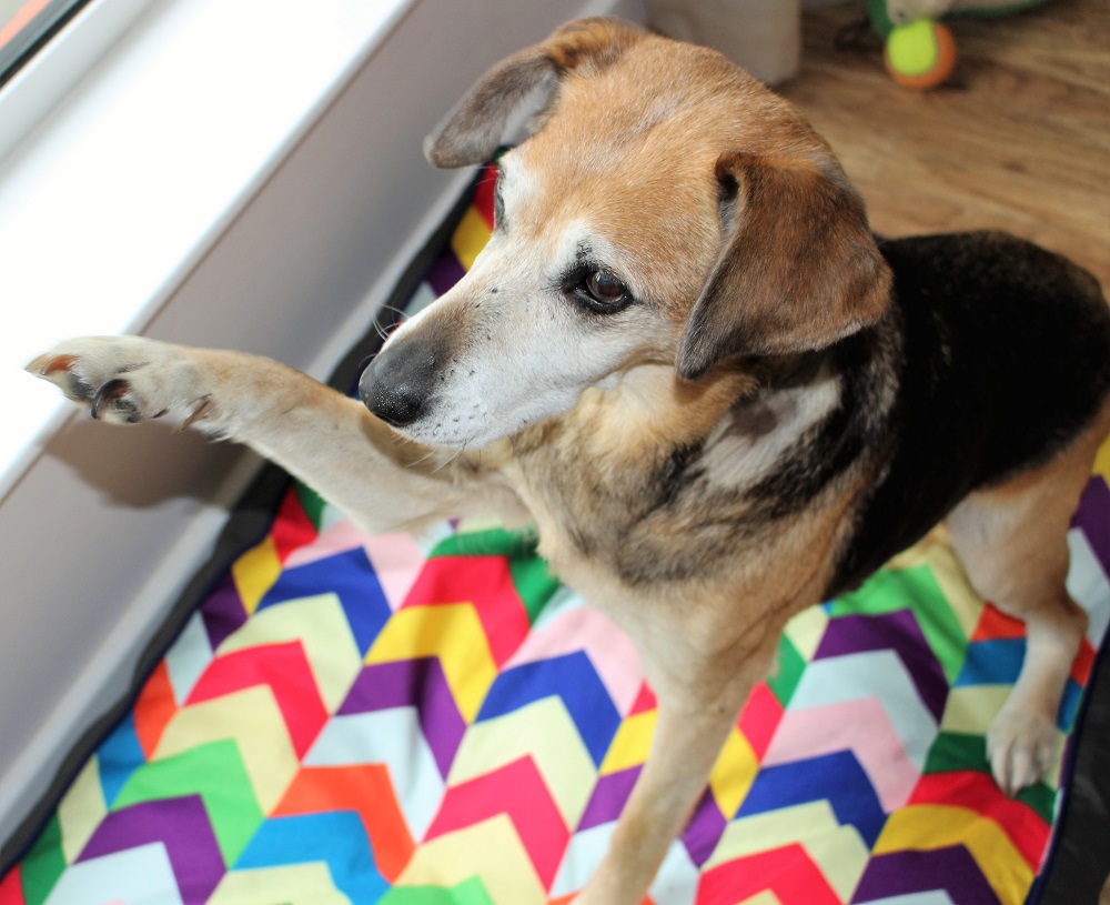 Sally on her Raised by Humans Dog bed, she is sat with her paw up and ears forward. The multicolour metric mattress bed is viewable under her.