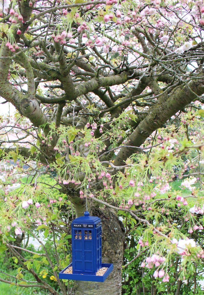 Police Box Bird Feeder, filled and ready for birds hanging in a blossom tree, with buds just about to bloom