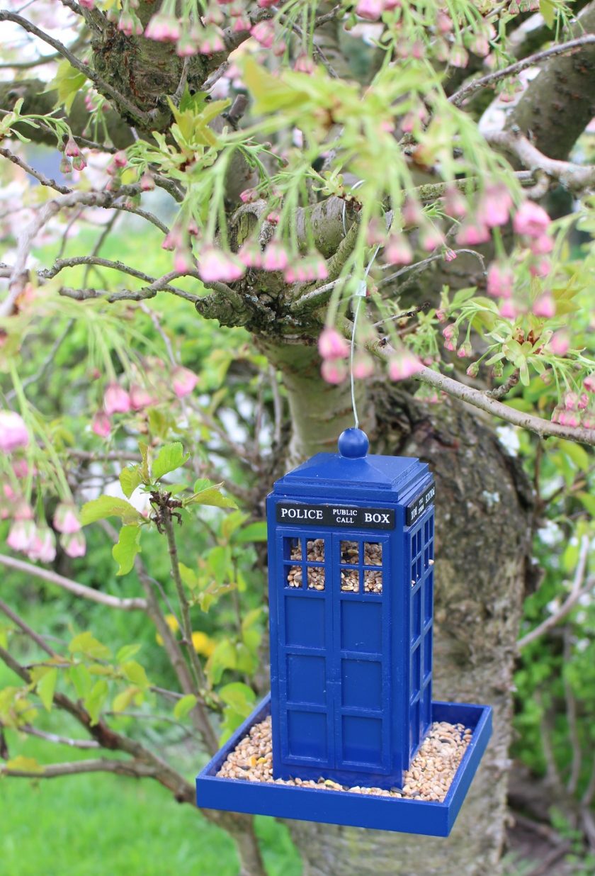 Police Box Bird Feeder, filled and ready for birds hanging in a blossom tree, with buds just about to bloom