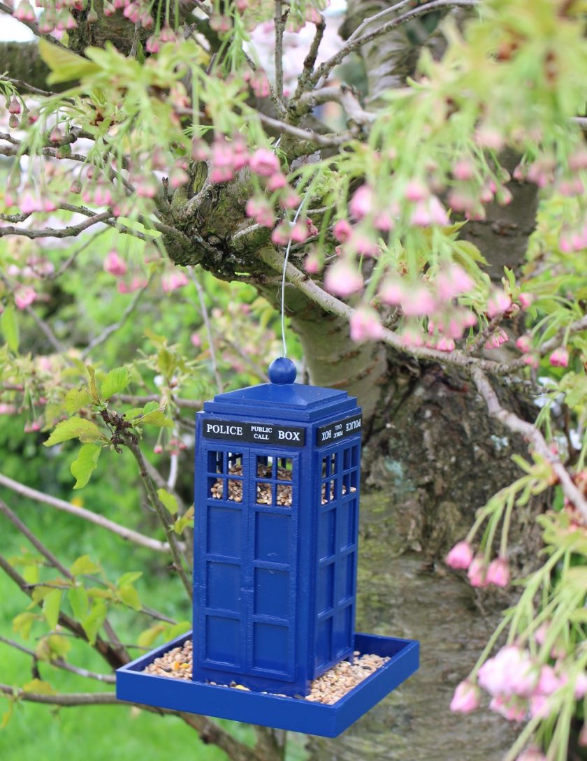 Police Box Bird Feeder, filled and ready for birds hanging in a blossom tree, with buds just about to bloom