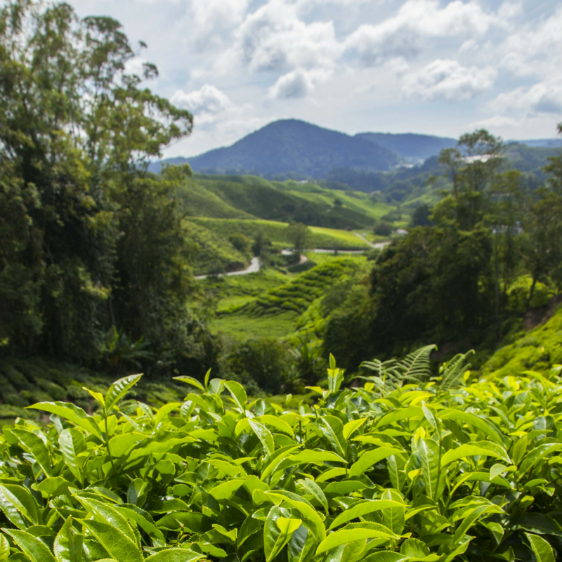 The Best Malaysian Getaways for your Honeymoon