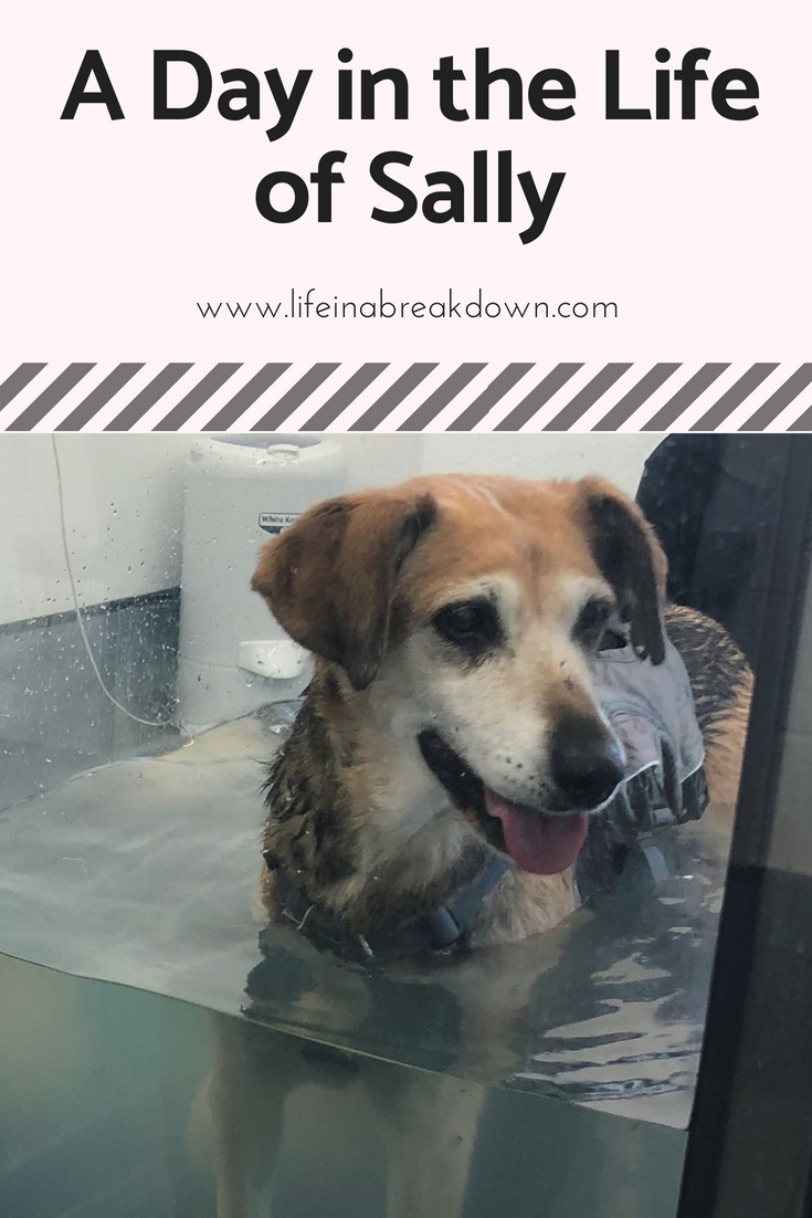 A Day in the Life of Sally