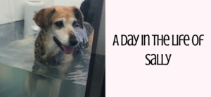 A Day in the Life of Sally