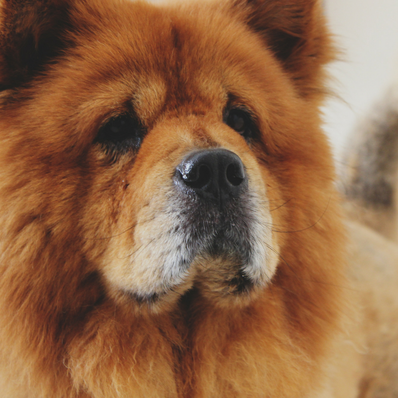 Close-up of a fluffy Chow Chow dog with a thick, reddish coat. The dog has dark eyes and a prominent black nose, capturing a calm and gentle expression. The background is softly blurred.