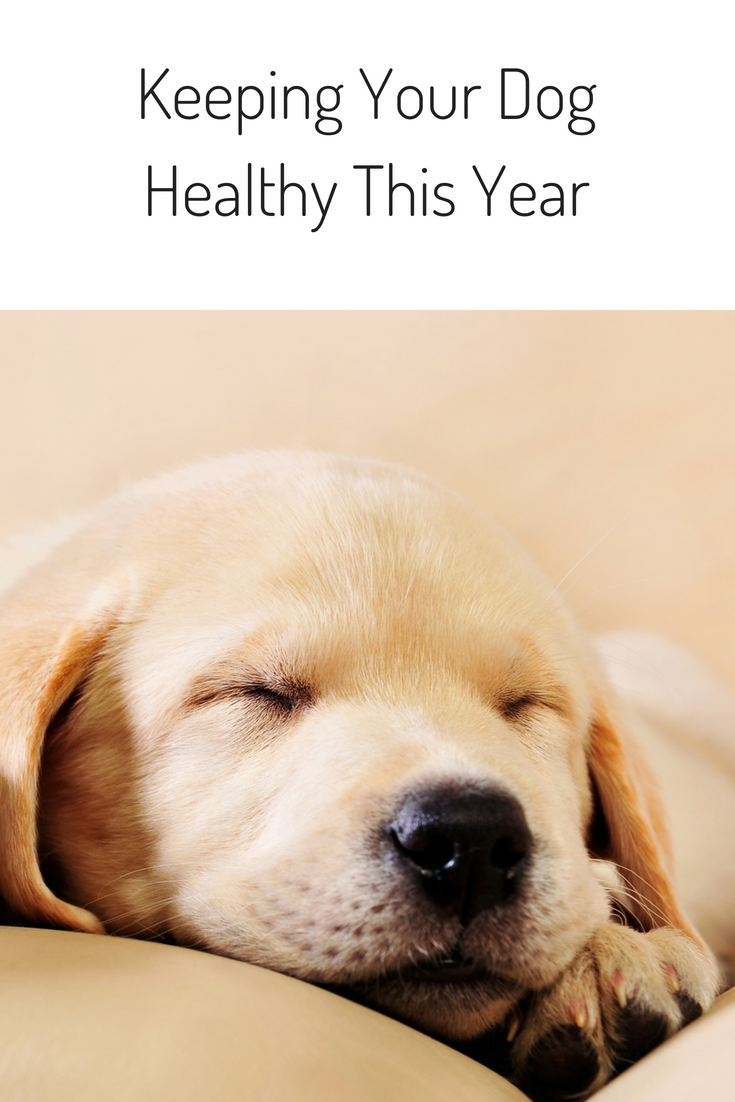 Keeping Your Dog Healthy This Year