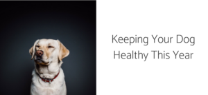 Keeping Your Dog Healthy This Year