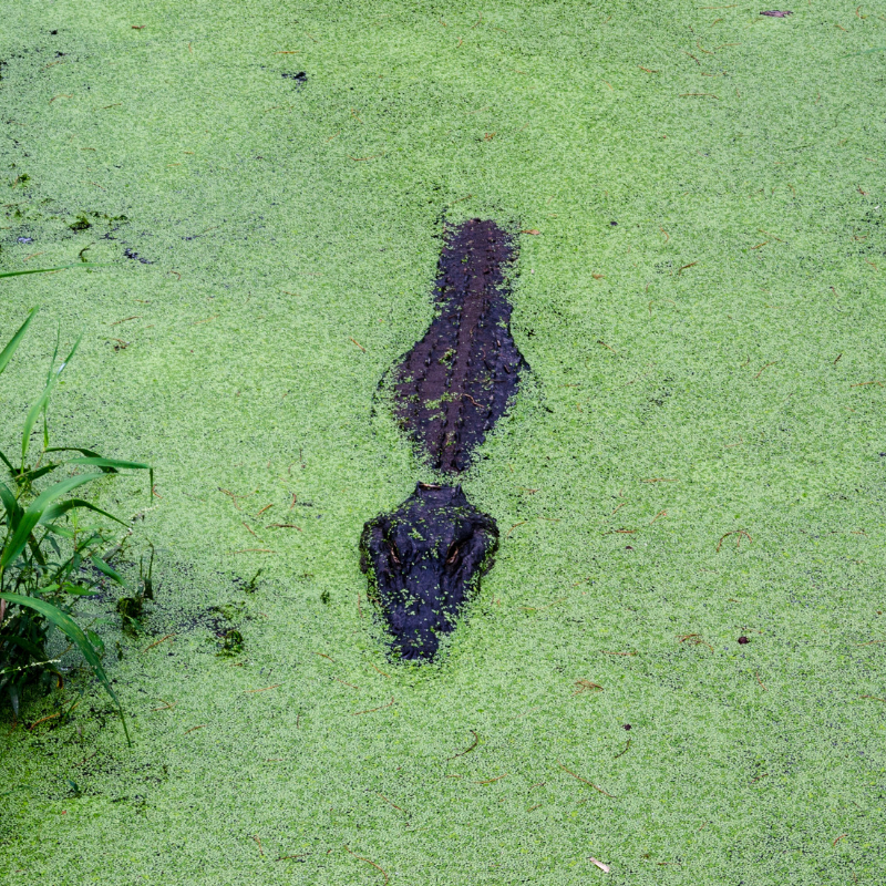 Alligator Alley Alabama