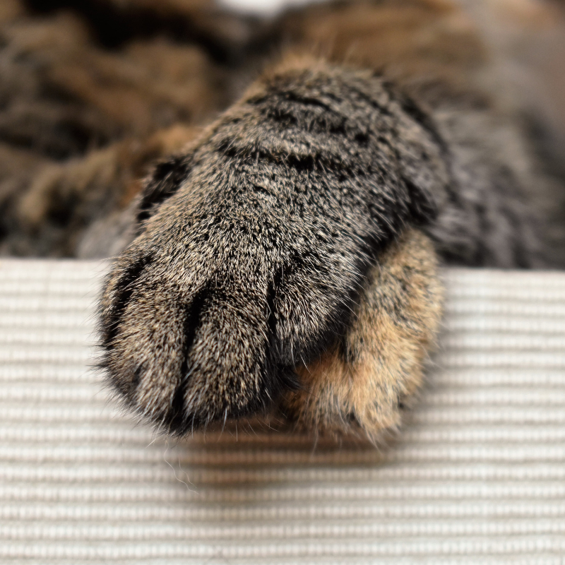 Kitten Paws