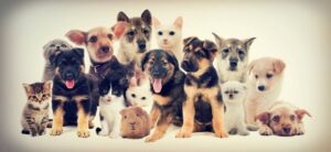 selection of animals grouped together