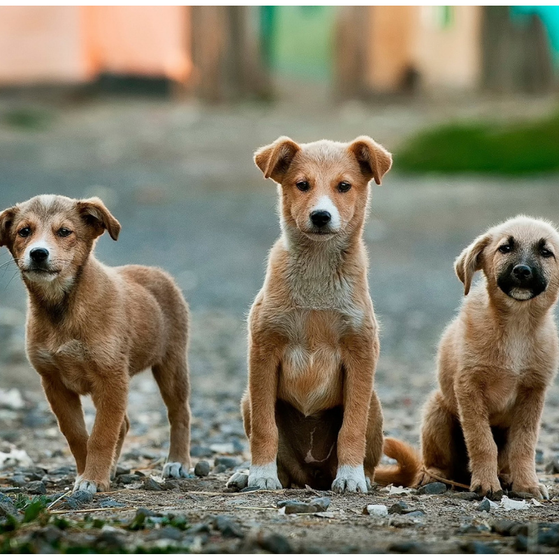 three dogs on a street facing the camera