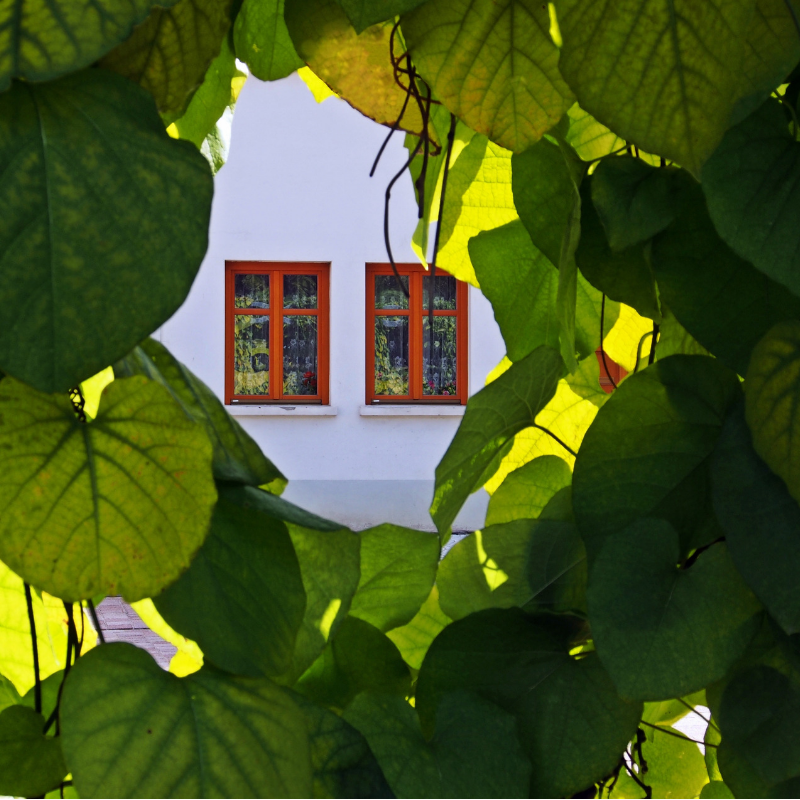 View of two windows through leaves
