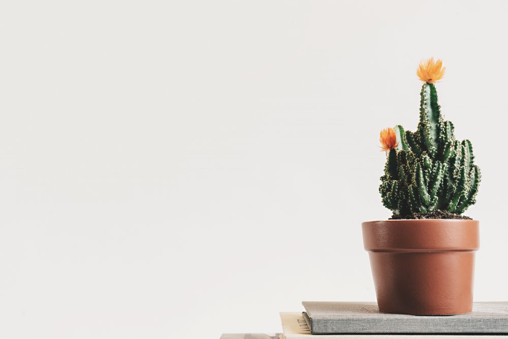 Cactus on a table