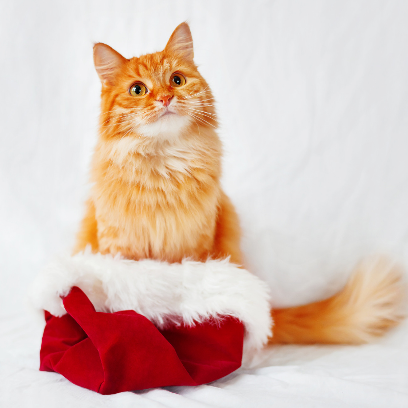Cat in a santa hat