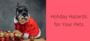 Holiday Hazards for Your Pets