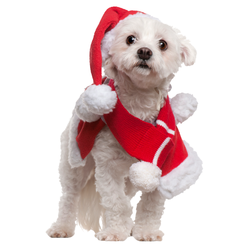 dog dressed as santa