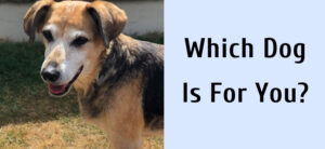Which Dog Is For You?