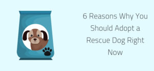 6 Reasons Why You Should Adopt a Rescue Dog Right Now Header image