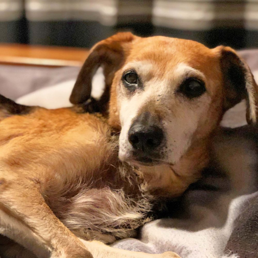 Picture of Sally dog laying on the bed