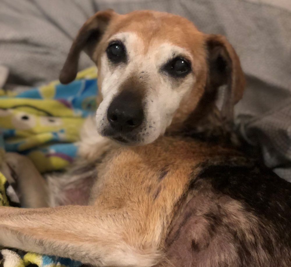 Sally snuggled on the bed looking at the camera