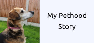 A dog with brown fur and a black back wearing a pink collar sits on grass, gazing upward. On the right side, text reads My Pethood Story against a plain background.