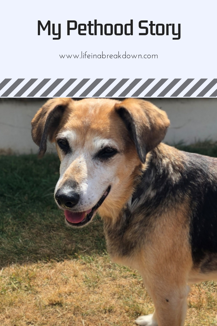My Pethood Story #Sally #PethoodStories #Dog #Pets