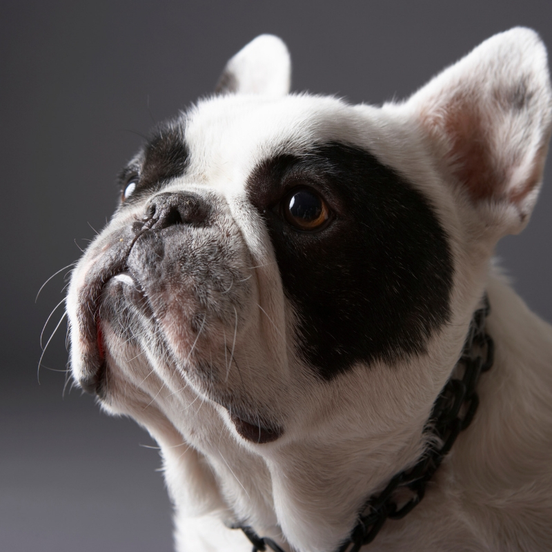 dog looking away from the camera