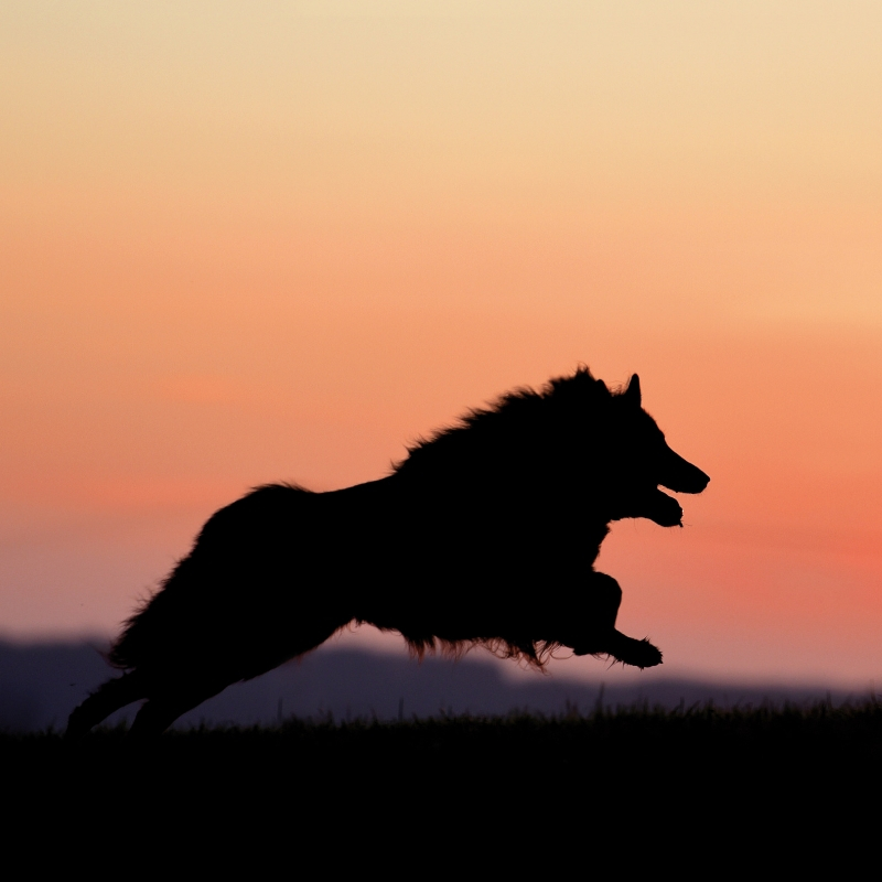 dog running at sunset