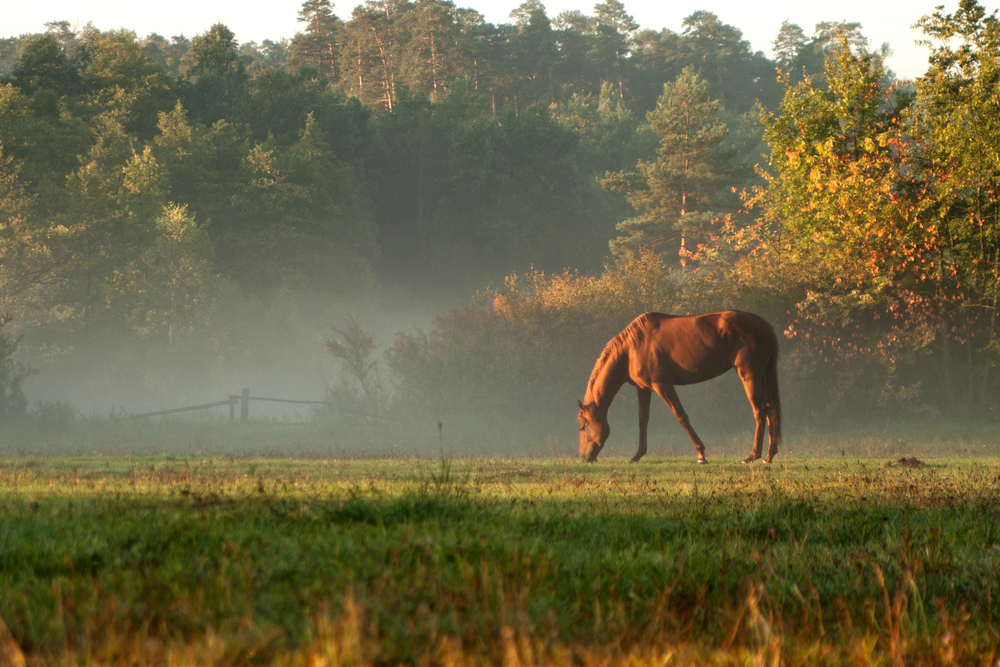 horse on fog meadow in morning. Sunset or sunrise.