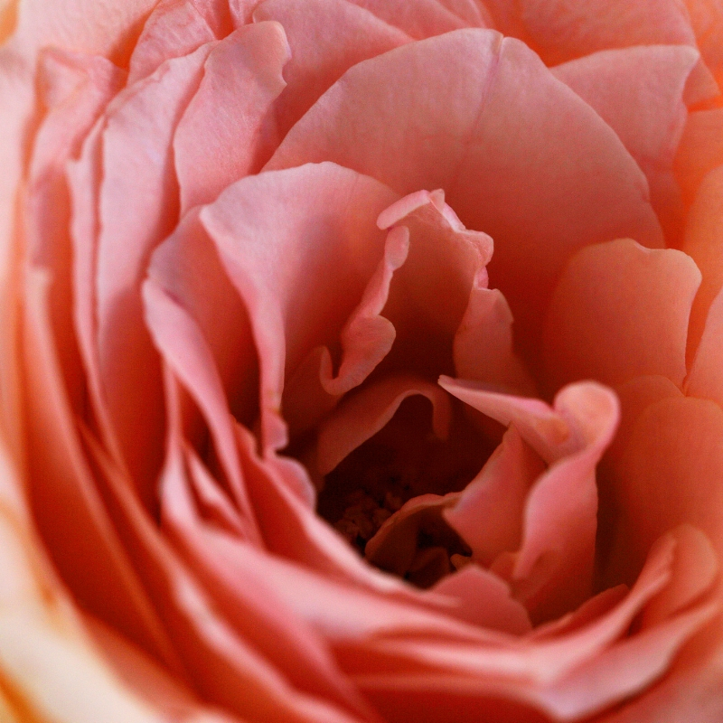 Close-up of a peach-colored rose in full bloom, showing detailed, layered petals creating a soft, textured pattern. The delicate petals range in shades from light peach to soft coral, giving a warm and romantic feel.