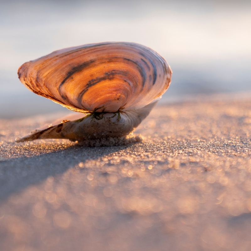 seashell resting on the sand