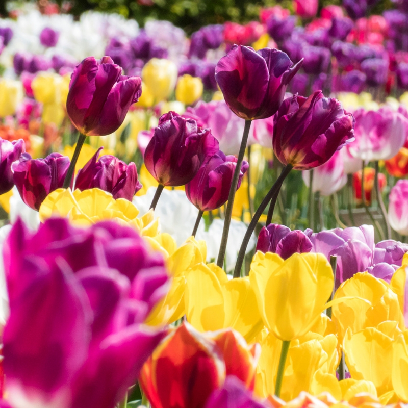 tulips in all different colours