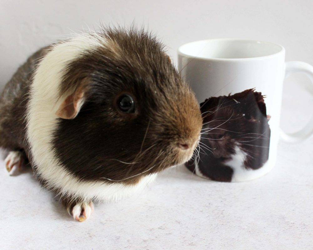 guinea pif and mug from gifts made personal