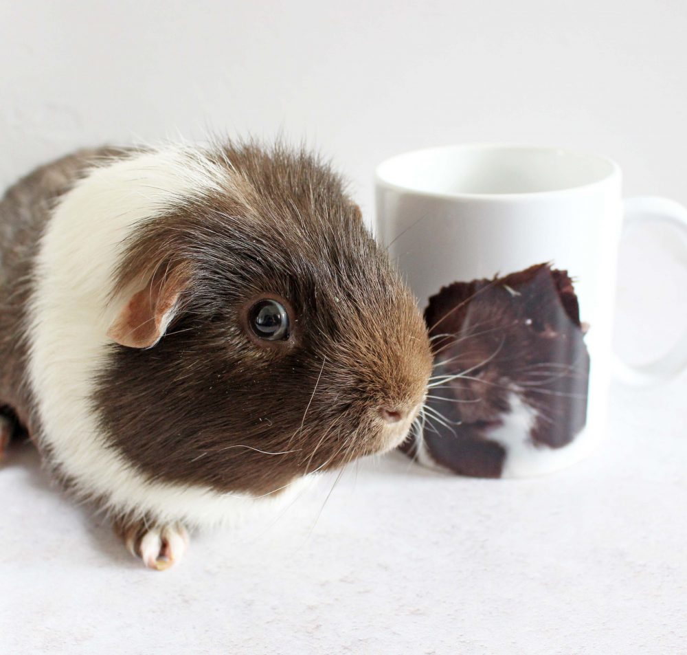 guinea pig stood by a mug with his face on