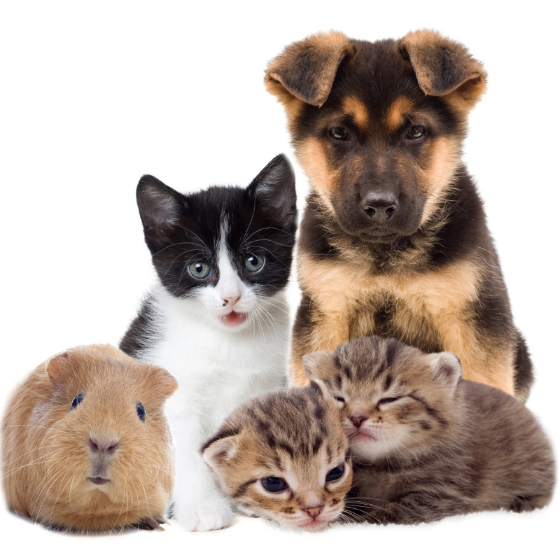 cat, dog and guinea pig