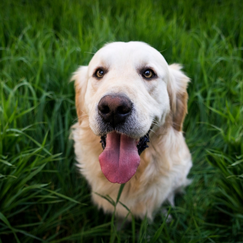 dog sat in the grass