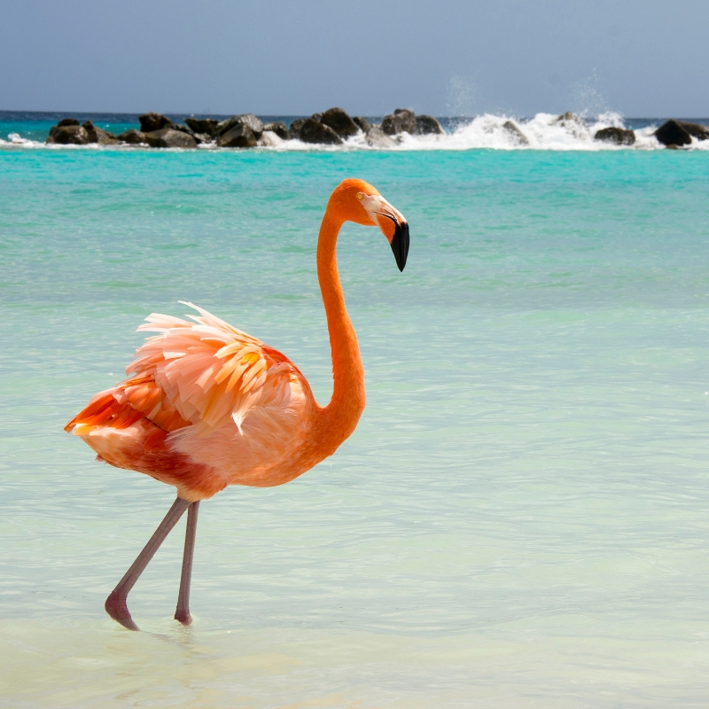 flamingo in aruba