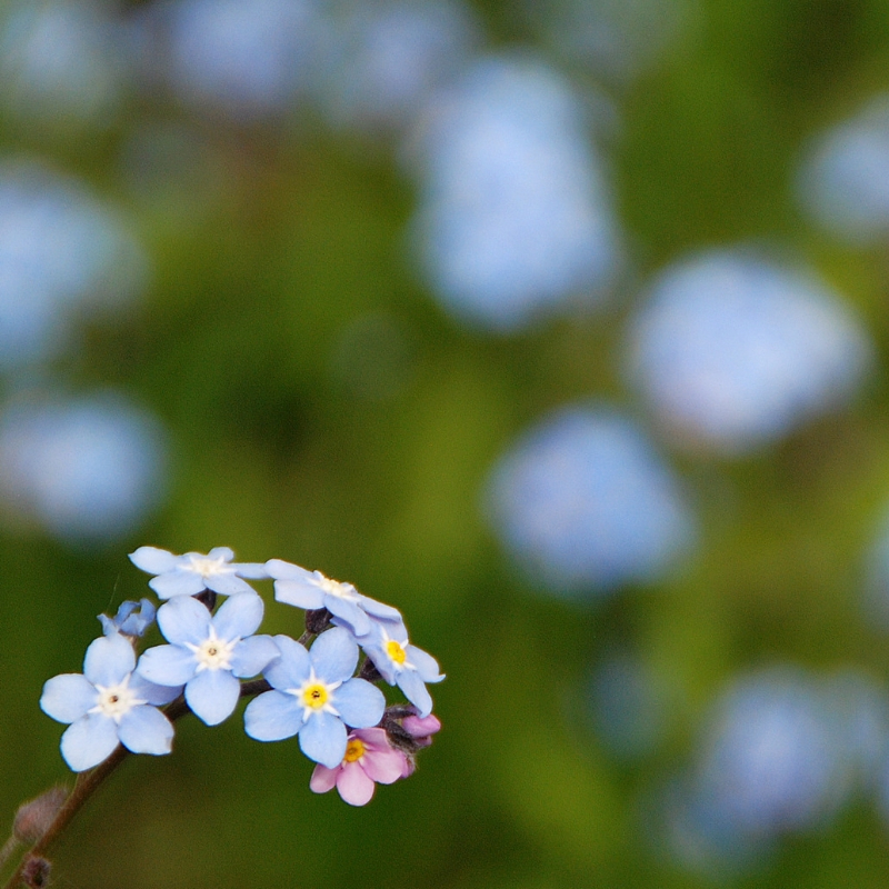 Close-up of small blue and one pink forget-me-not flowers against a blurred green background with more blue flowers. The focus is sharp on the foreground flowers, highlighting their delicate petals and yellow centers.