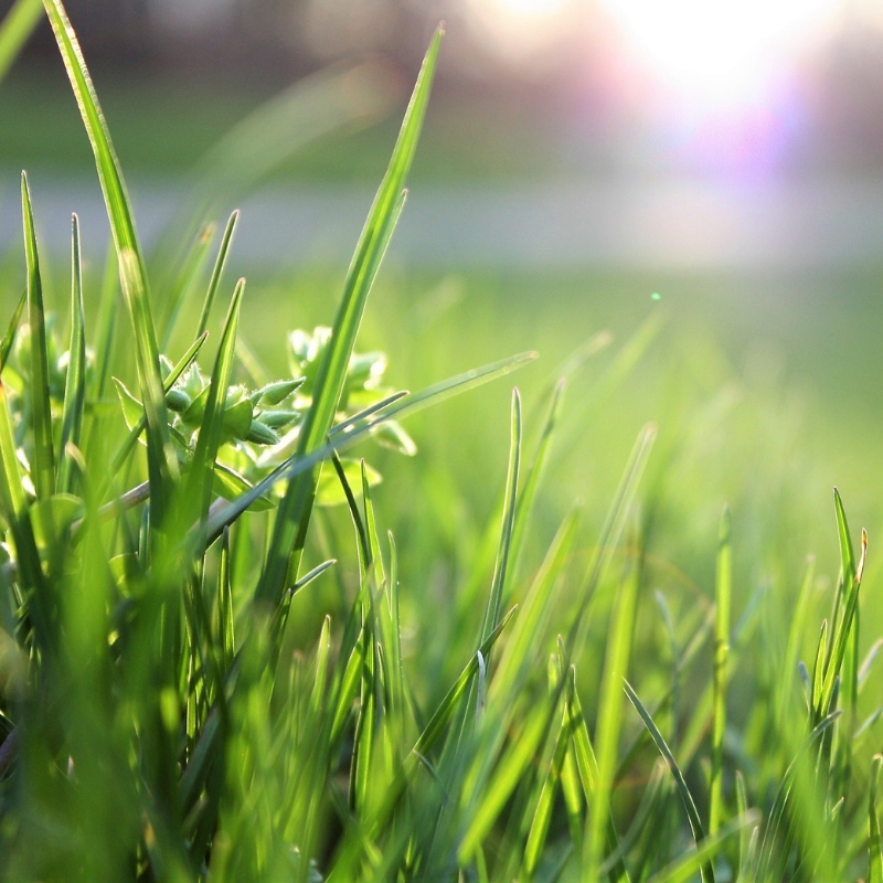 grass in the sunlight