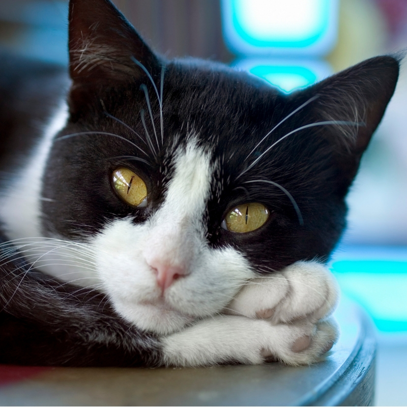 picture of a cat curled up on a seat