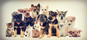 selection of different pets from cats, dogs and even a guinea pig