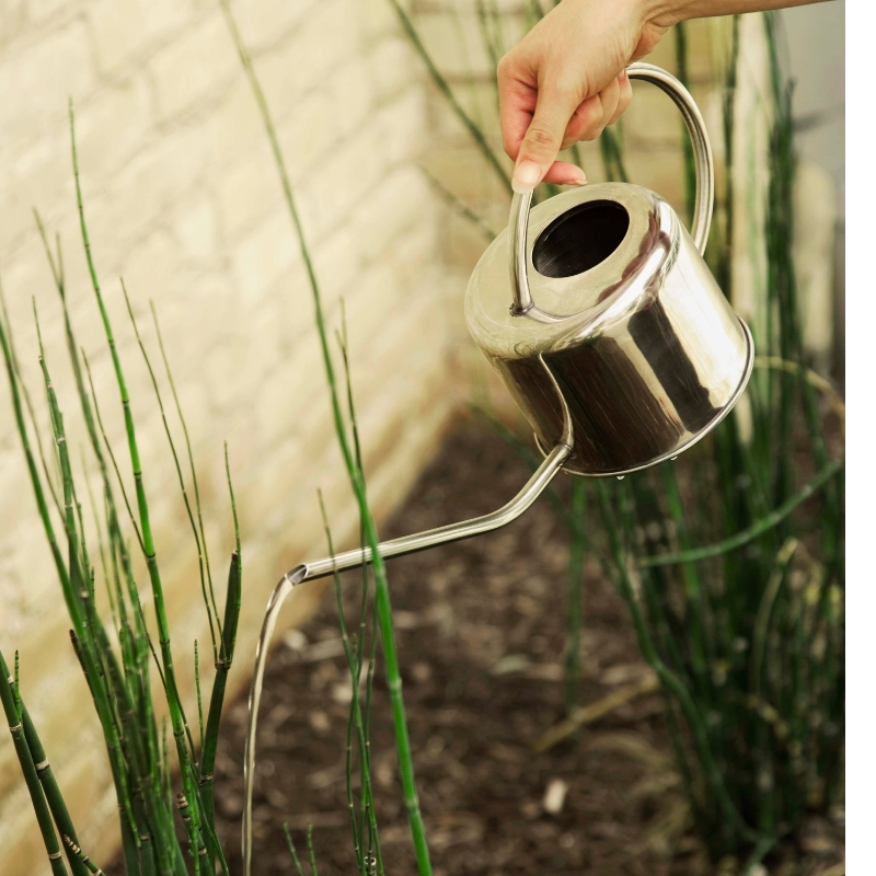 someone watering plants