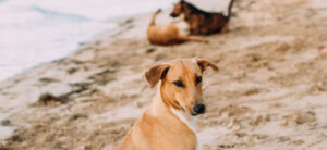 Dog on Beach