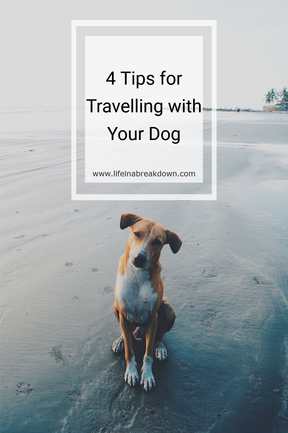 Travelling with your dog