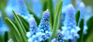 blue flowers in bloom