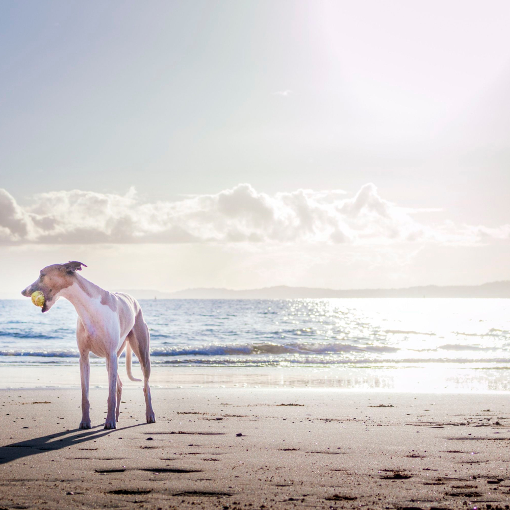 dog on beach with a ball in his mouth
