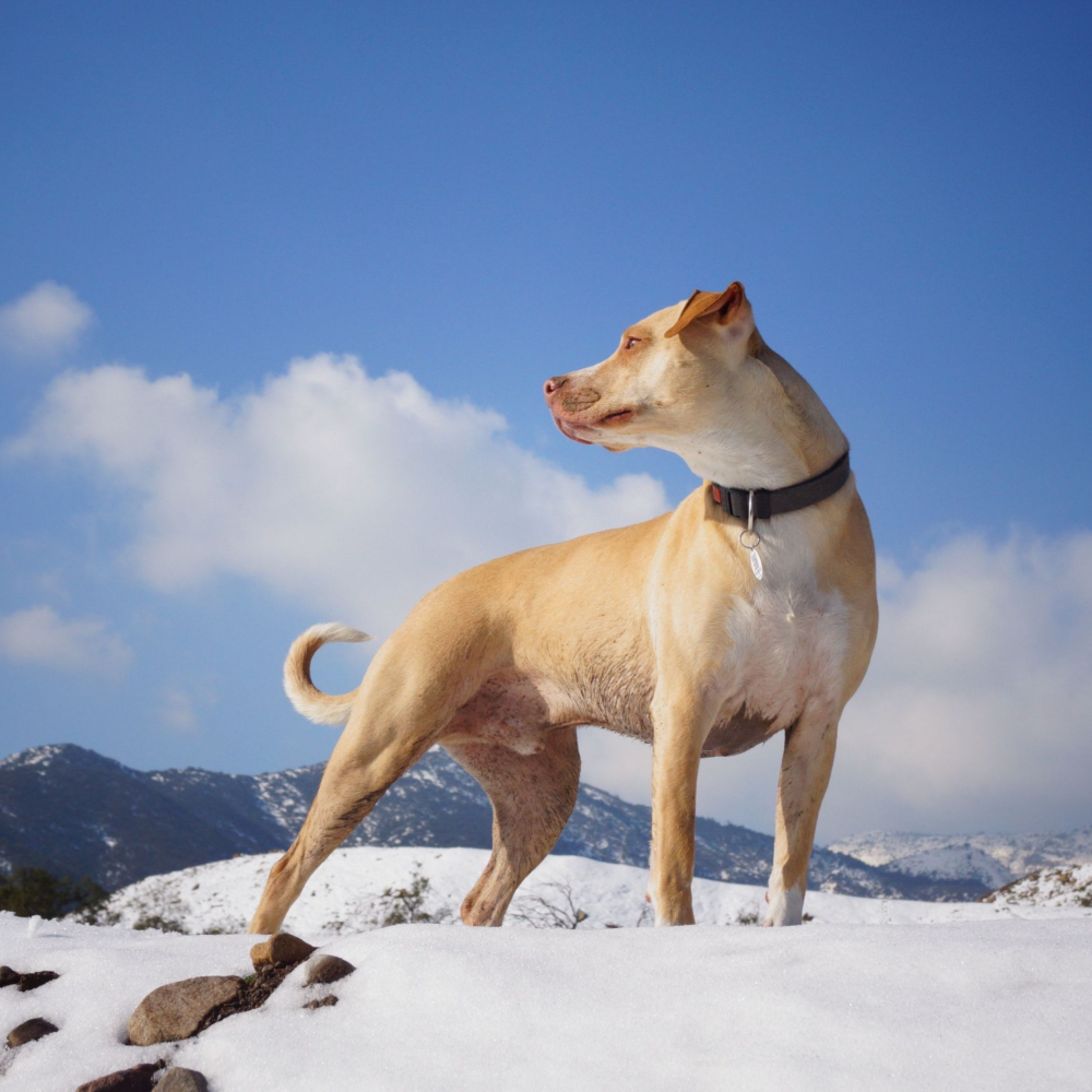 dog stood in snow