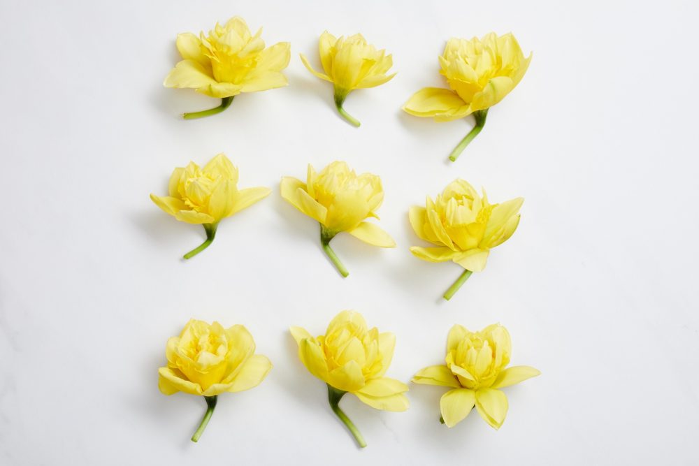 yellow flowers
